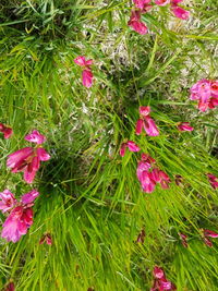 Close-up of pink flowers blooming outdoors