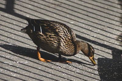 High angle view of a bird on street