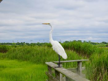 Bird on a field