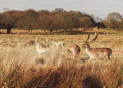 Deer on grassy field