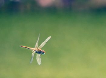 Close-up of insect