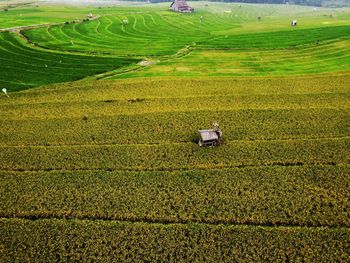 Aerial panorama of agrarian rice fields landscape like a terraced rice fields ubud bali indonesia