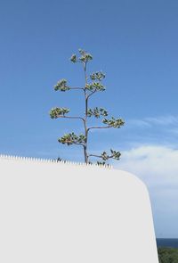 Low angle view of plant against clear blue sky