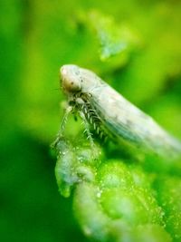 Close-up of insect on leaf