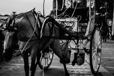 Horse cart on road