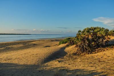 Scenic view of sand dunes at shela beach, lamu island, unesco world heritage site in kenya