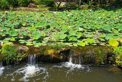 Water lily in lake