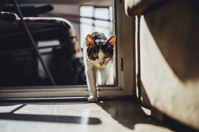 Cat walking on doorway at home