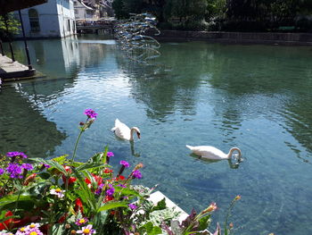 High angle view of ducks floating on lake