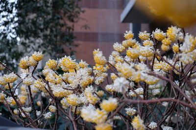 Close-up of yellow flowers blooming on tree