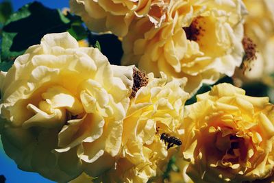 Close-up of honey bee on yellow flowering plant