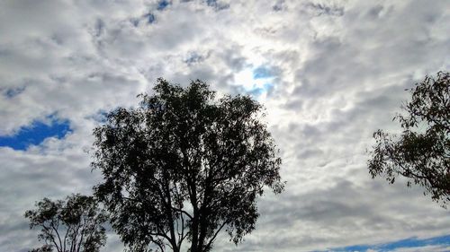 Low angle view of tree against sky