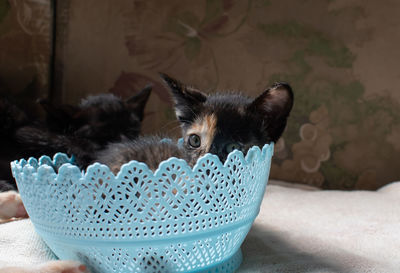 Close-up of a dog at home
