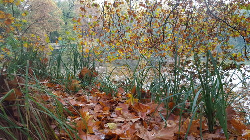 Plants and trees in forest during autumn