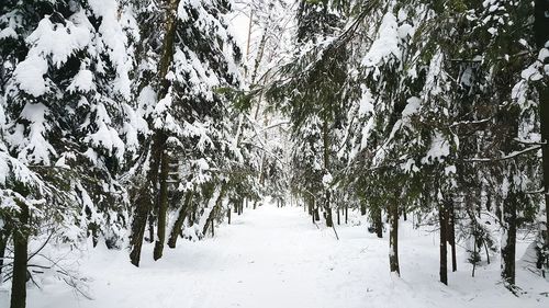 Trees in forest during winter