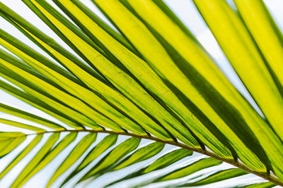 palm leaf