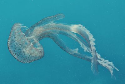 Jellyfish swimming in sea