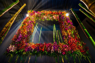 Low angle view of flowering plants at night