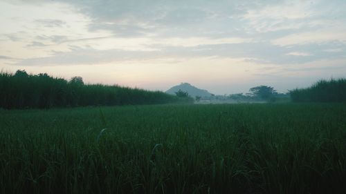 Scenic view of agricultural field against sky