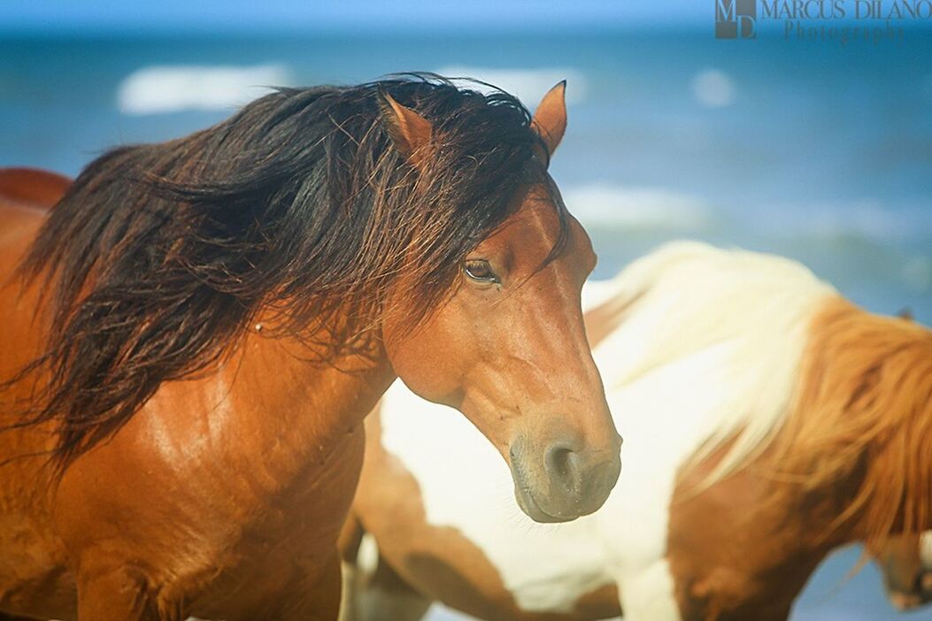 animal themes, horse, domestic animals, one animal, mammal, focus on foreground, livestock, close-up, animal head, animal hair, working animal, side view, animal body part, one person, day, outdoors, dog, brown, herbivorous, rear view