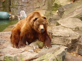 Lion in zoo