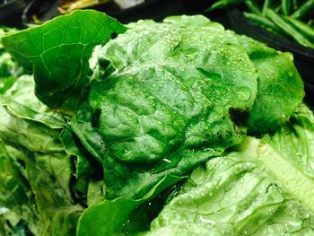 Close-up of green leaf