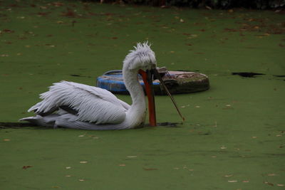High angle view of pelican on field