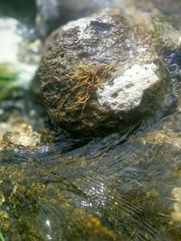 Close-up of tree trunk