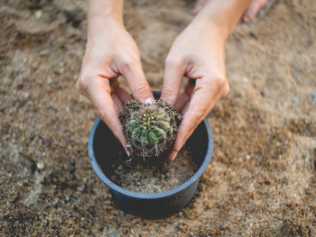 Close-up of hand holding cactus