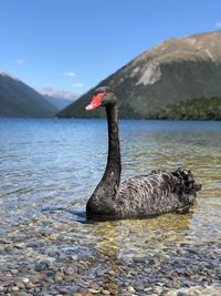 Black swans swimming in lake