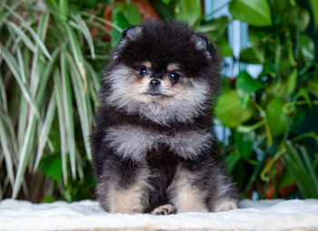 Black and tan pomeranian puppie