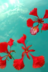 Close-up of multi colored flowers against sky