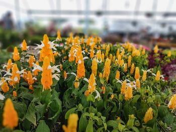 Close-up of yellow flowering plants on field