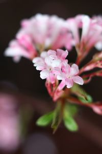 Close-up of pink flowers