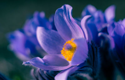 Close-up of purple flower.