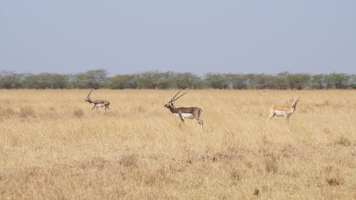 View of sheep on field