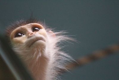 Close-up of monkey looking up