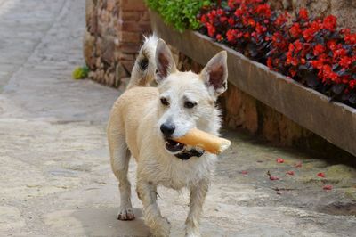 Portrait of a dog looking away