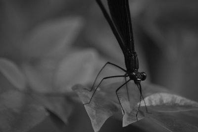 Close-up of damselfly on plant