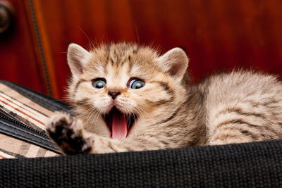 Golden british kitten lying on the bag and yawns