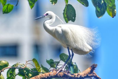 Close-up of white bird perching on tree