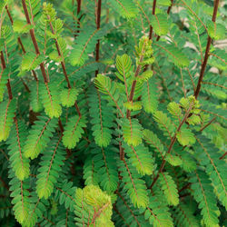 Close-up of green leaves