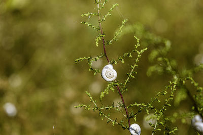 Close-up of fresh plant hanging on tree