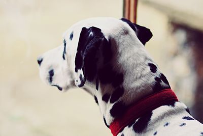 Close-up of dog looking away