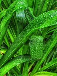 Full frame shot of wet plant