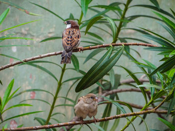 Bird perching on a branch