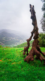 Tree on field against sky