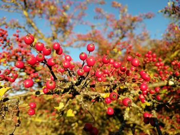 Close-up of berries growing on tree