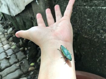 Close-up of hand holding butterfly