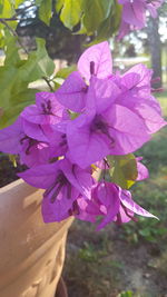 Close-up of fresh pink bougainvillea blooming on tree